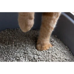 Gritty Klumpenbildende Katzenstreu 9 Gritty Klumpenbildende Katzenstreu -Spielzeug Pet 0QcbpmssKzWZvqS6vAlxtxisIrMe9r metaZ3JpdHR5Mi5qcGc