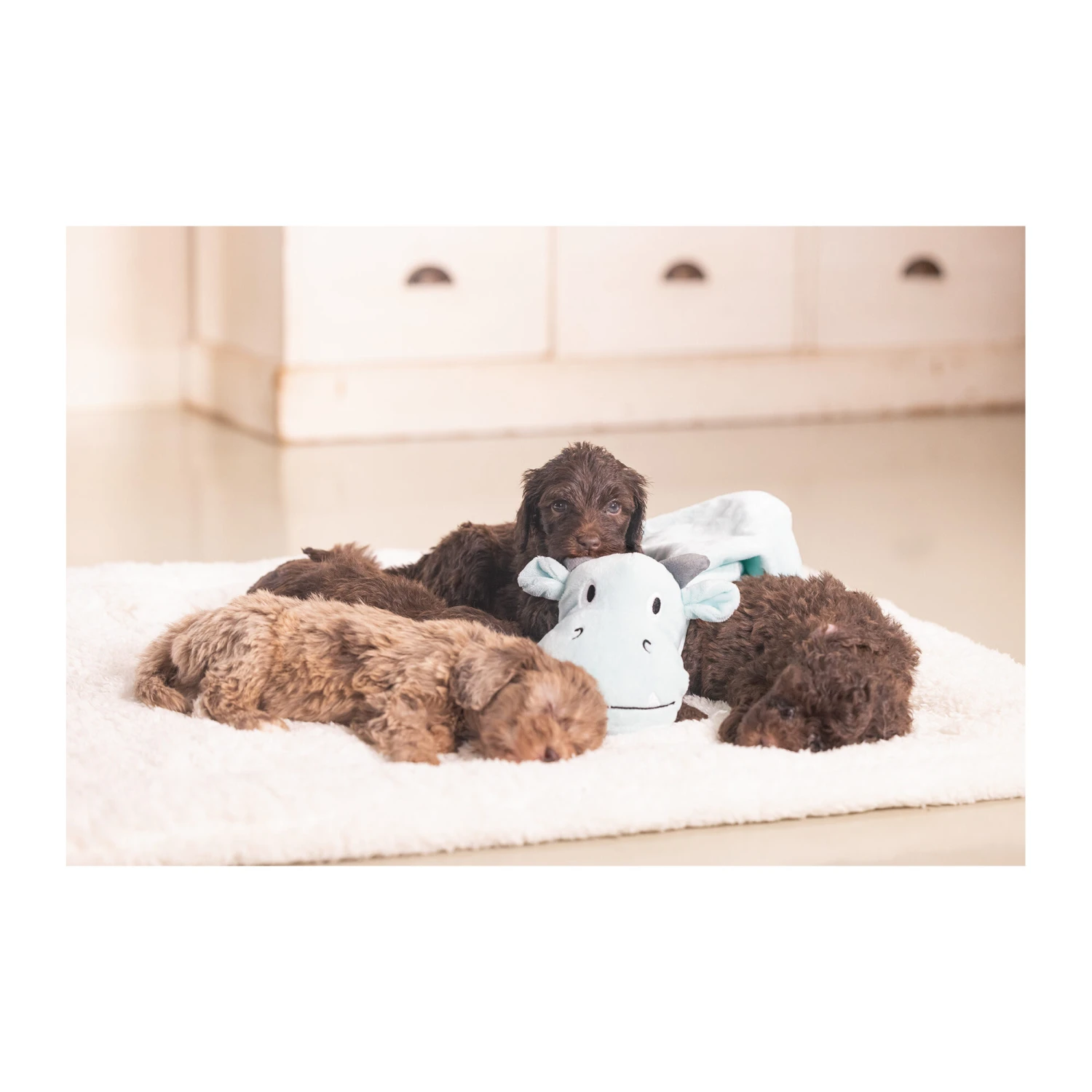 Beeztees Puppy Schmusetuch Drache 5 Beeztees Puppy Schmusetuch Drache – Bild 5