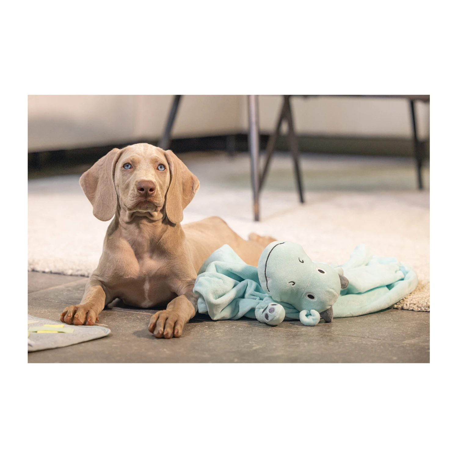 Beeztees Puppy Schmusetuch Drache 6 Beeztees Puppy Schmusetuch Drache – Bild 6