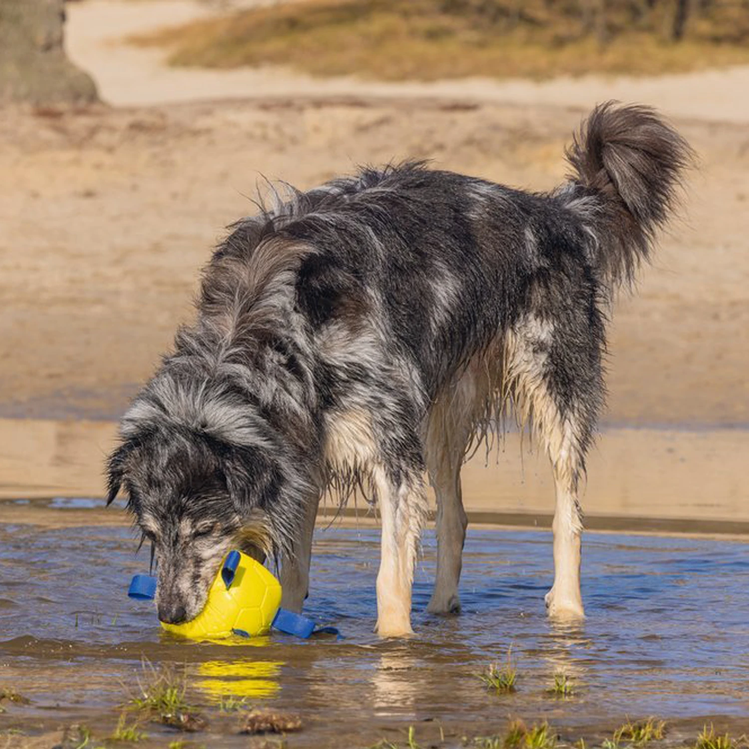 Beeztees Spielball Power 2 Beeztees Spielball Power – Bild 2