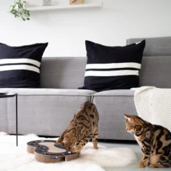 District 70 Snake -Spielzeug Pet district 70 snake kattenspeelgoed 190415 2000 none