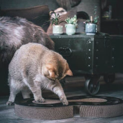 District 70 Snake -Spielzeug Pet district 70 snake kattenspeelgoed 190421 2000 none