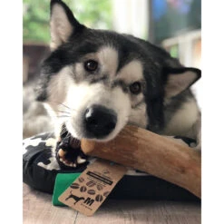 I&I Pet Supplies Kaffeebaum Kauwurzel 12 I&I Pet Supplies Kaffeebaum Kauwurzel -Spielzeug Pet ii pet supplies koffieboom kauw wortel 129623 2000 none