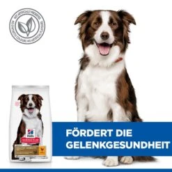 Hill's Science Plan Adult Healthy Mobility Medium Hundefutter 11 Hill's Science Plan Adult Healthy Mobility Medium Hundefutter -Spielzeug Pet odoW1agwUti2ZXmNhO7xjIMLqoEF0G metaNTI3NDIwMjUxMjRfMl9ERV81MDAuSlBH