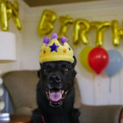 P.L.A.Y. Pet Party Time Collection - Canine Crown -Spielzeug Pet party time collection canine crown 198431 1000 none