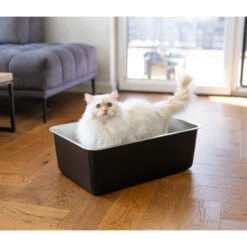 Quapas! Edelstahl-Katzenklo 8 Quapas! Edelstahl-Katzenklo -Spielzeug Pet quapas rvs kattenbak 227500 2000 none