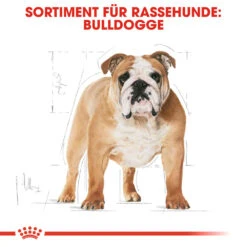 Royal Canin Bulldog Adult Hundefutter 10 Royal Canin Bulldog Adult Hundefutter -Spielzeug Pet royal canin bulldog adult hondenvoer 137647 1000 none