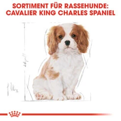 Royal Canin Cavalier King Charles Puppy Hundefutter -Spielzeug Pet royal canin cavalier king charles puppy hondenvoer 137932 1000 none