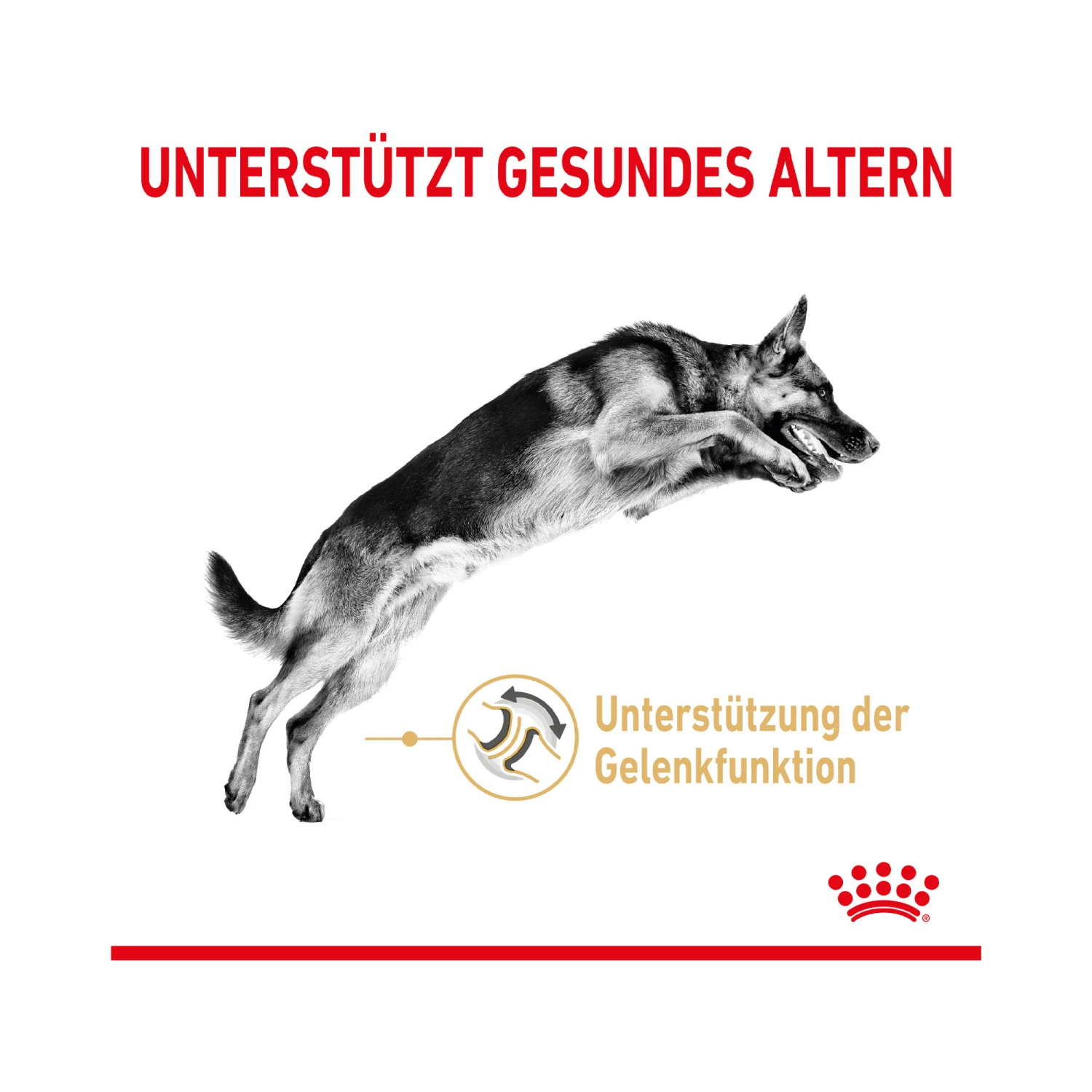 Royal Canin German Shepherd Adult 5+ - Hundefutter 3 Royal Canin German Shepherd Adult 5+ - Hundefutter – Bild 3