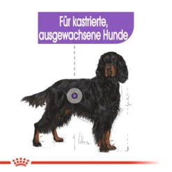 Royal Canin Maxi Sterilised Hundefutter 12 Royal Canin Maxi Sterilised Hundefutter -Spielzeug Pet royal canin maxi sterilised hondenvoer 132662 1000 none