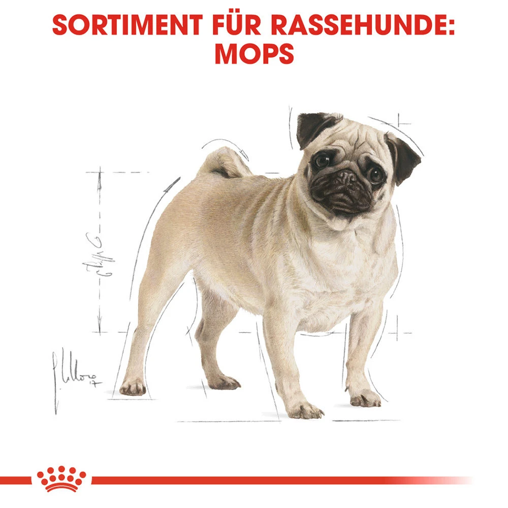 Royal Canin Pug Adult - Hundefutter 4 Royal Canin Pug Adult - Hundefutter – Bild 4